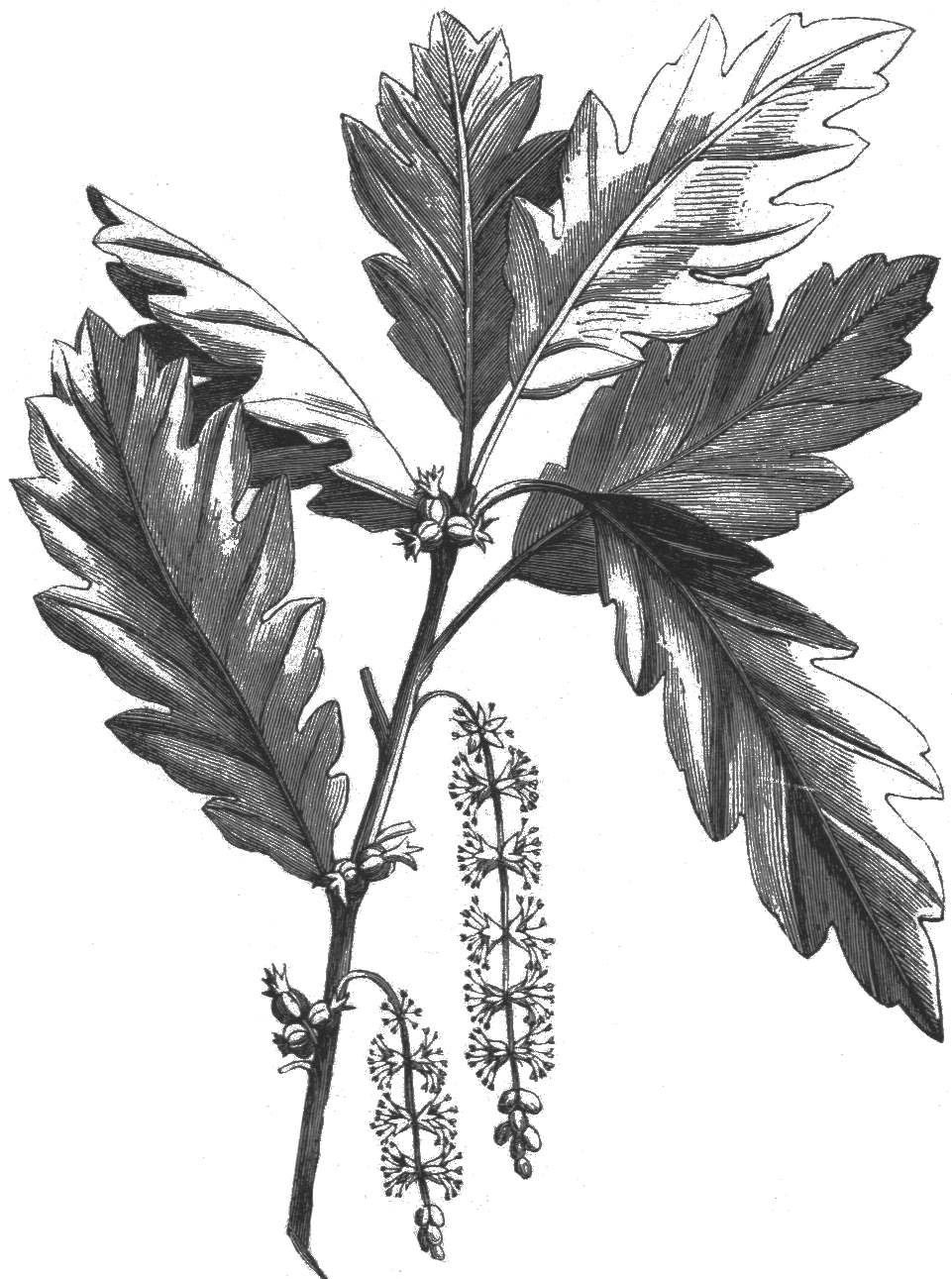 Chêne