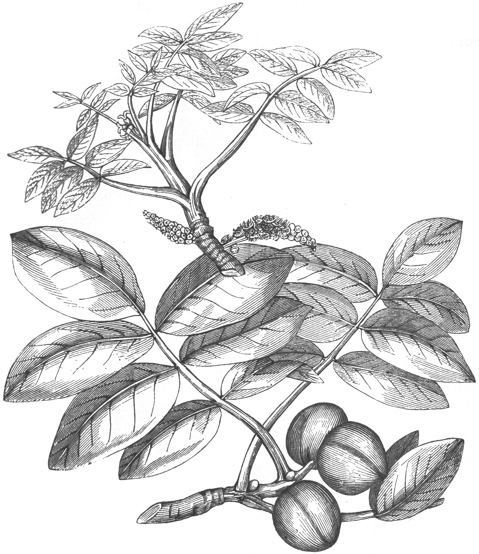 Chêne