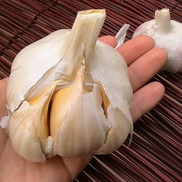 Ail éléphant