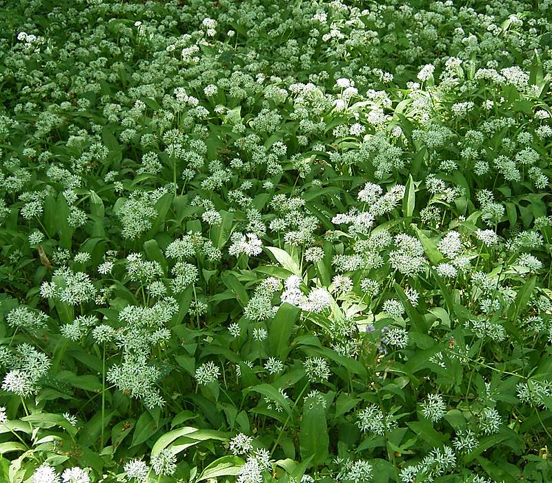 Ail des ours