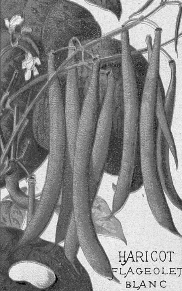 Haricots.